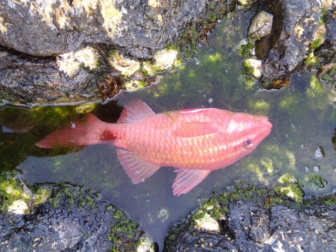 釣り ダイソー釣れる　魚