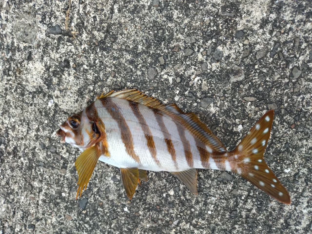 釣り　ルアー釣れる魚